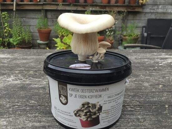 Oesterzwam kweekpakket