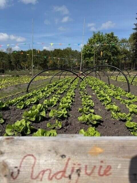 Andijvie in de moestuin van Afeer