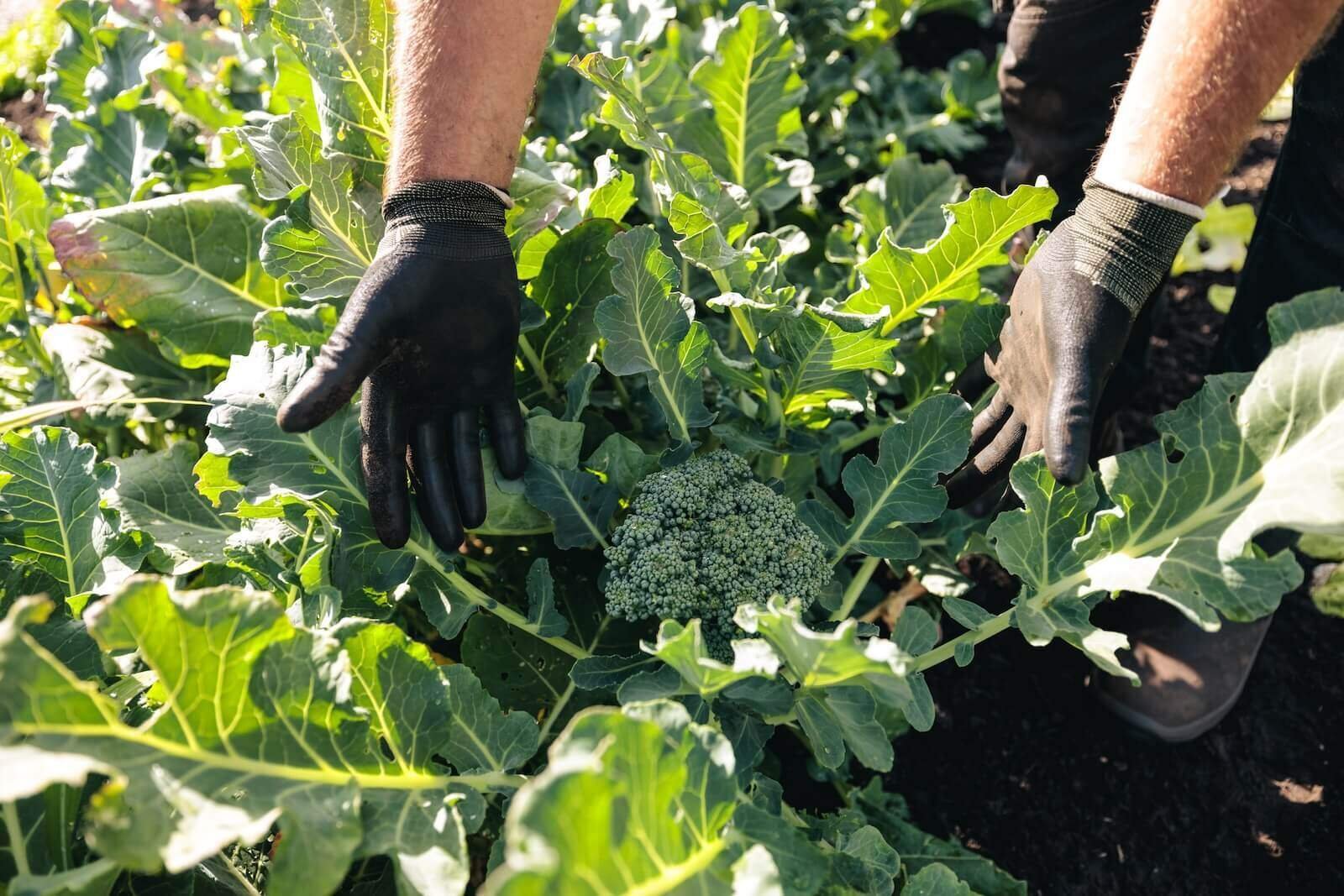 broccoli Afeer