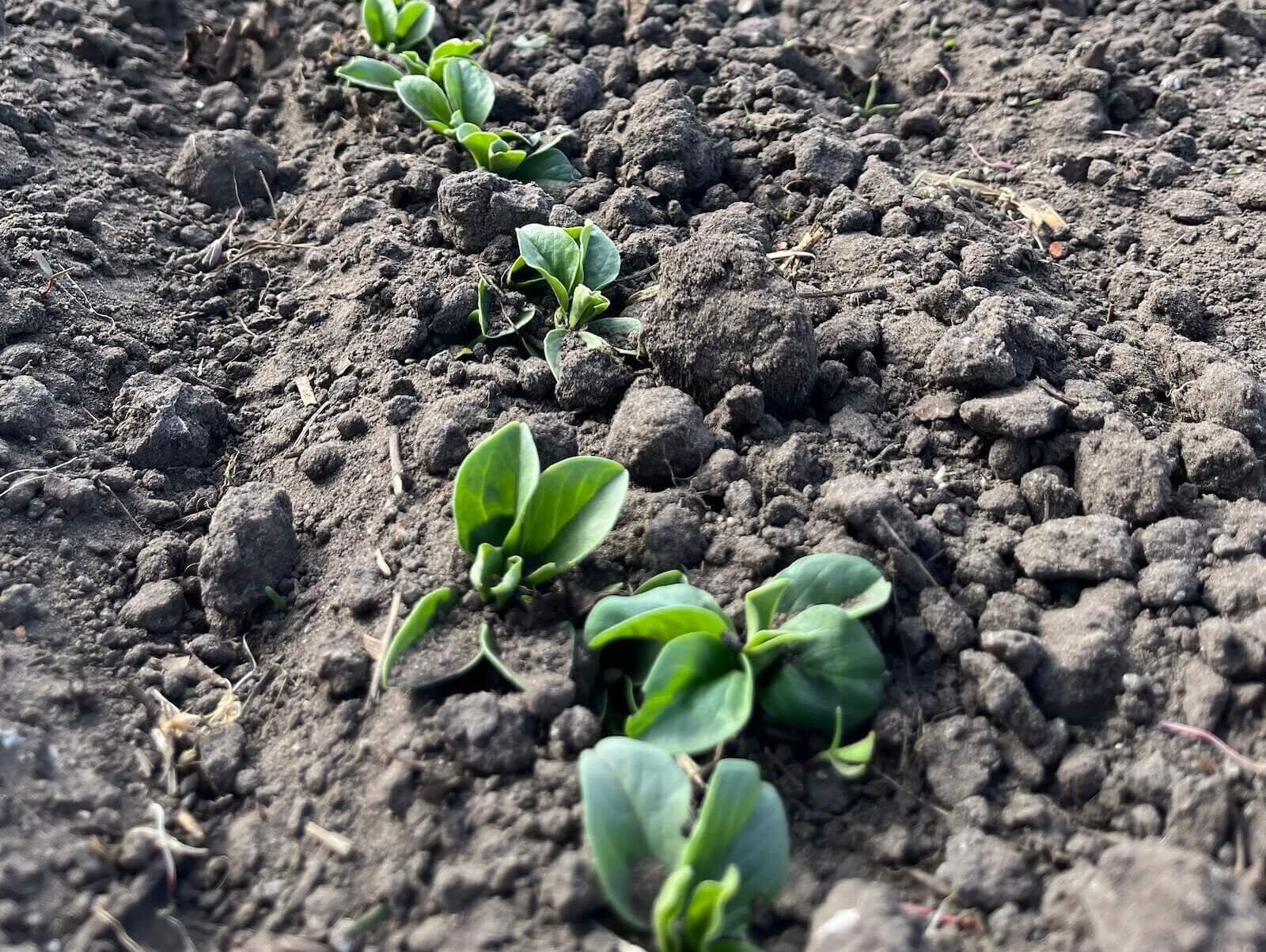 Veldboontjes