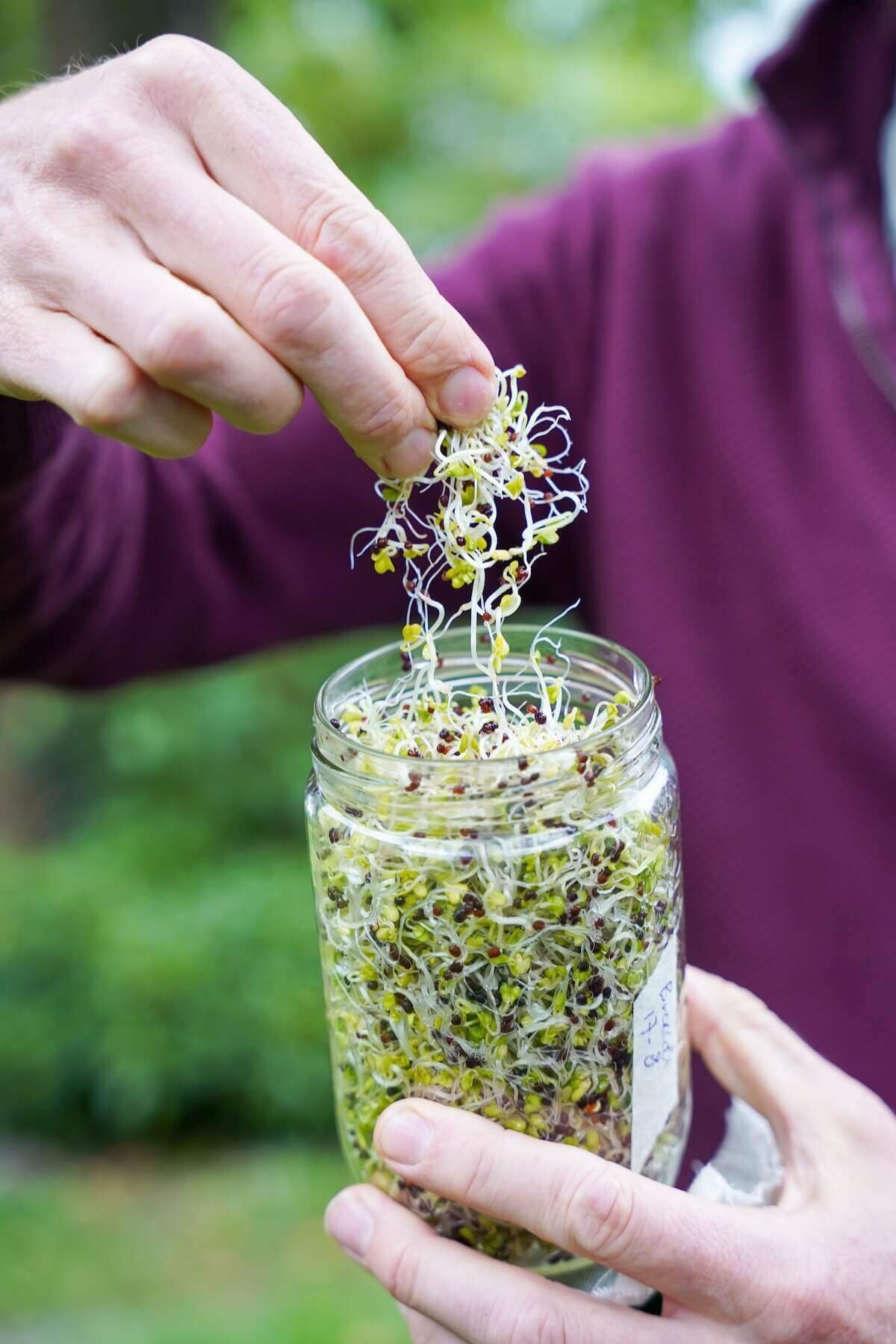 kiemen & microgroenten