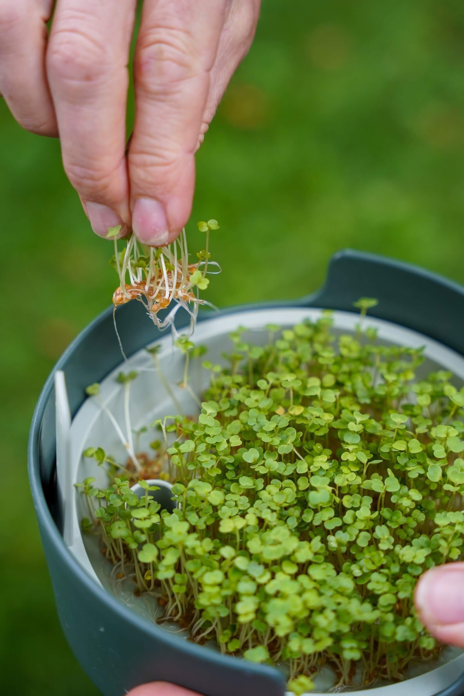 Kiemen & microgroentendag
