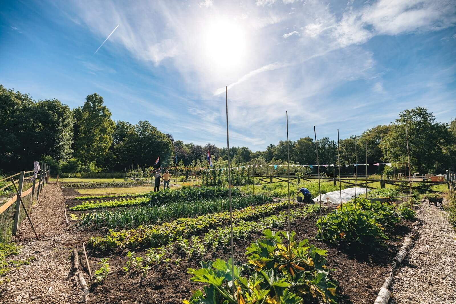 Moestuin Afeer