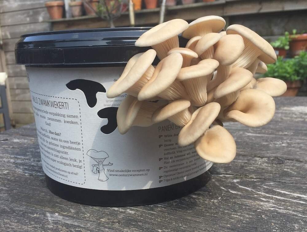 Oesterzwam kweekpakket