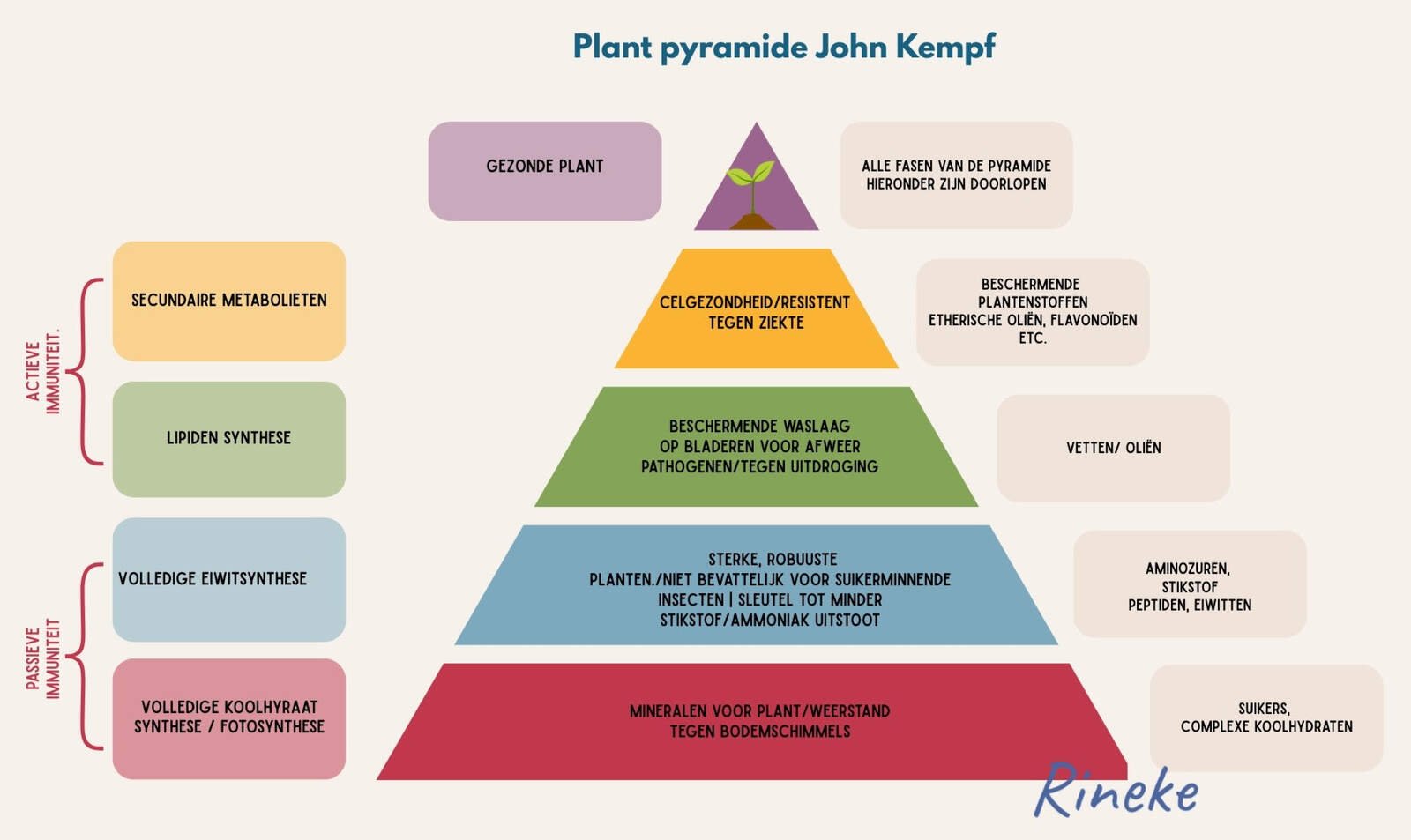 Plant pyramide John Kempf