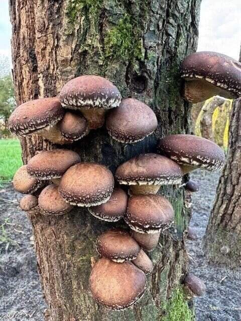 Shiitake Afeer