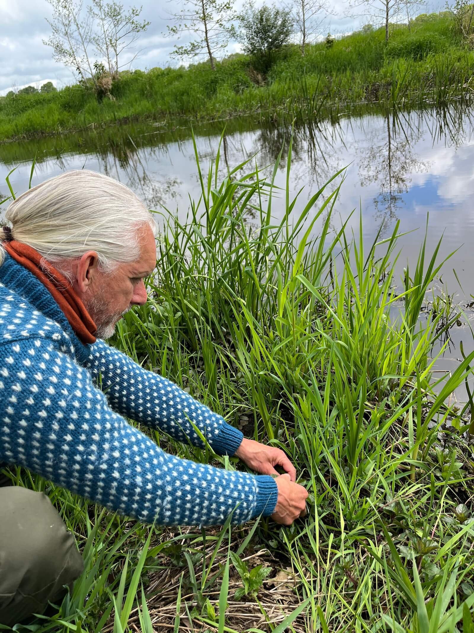 Tim Horneman plukt watermunt