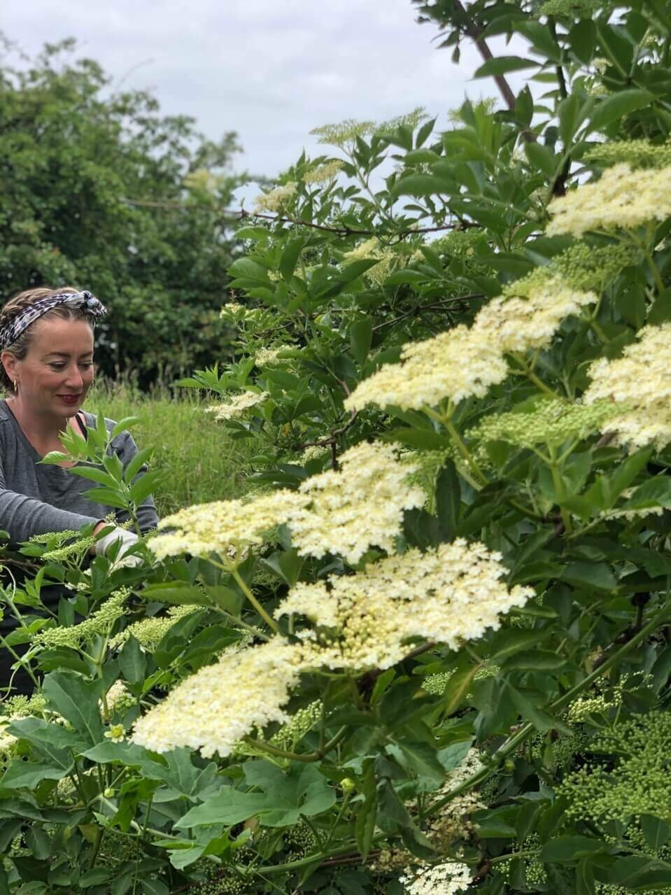 Het Wilde Oogsten in de tuin