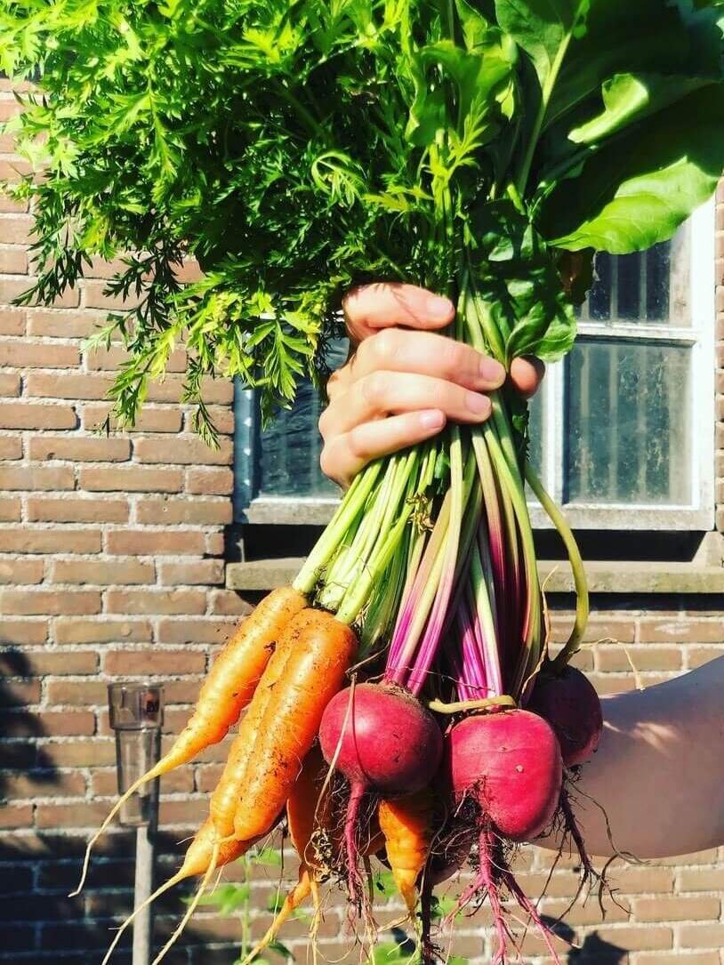 Het Wilde Oogsten groenten uit de tuin