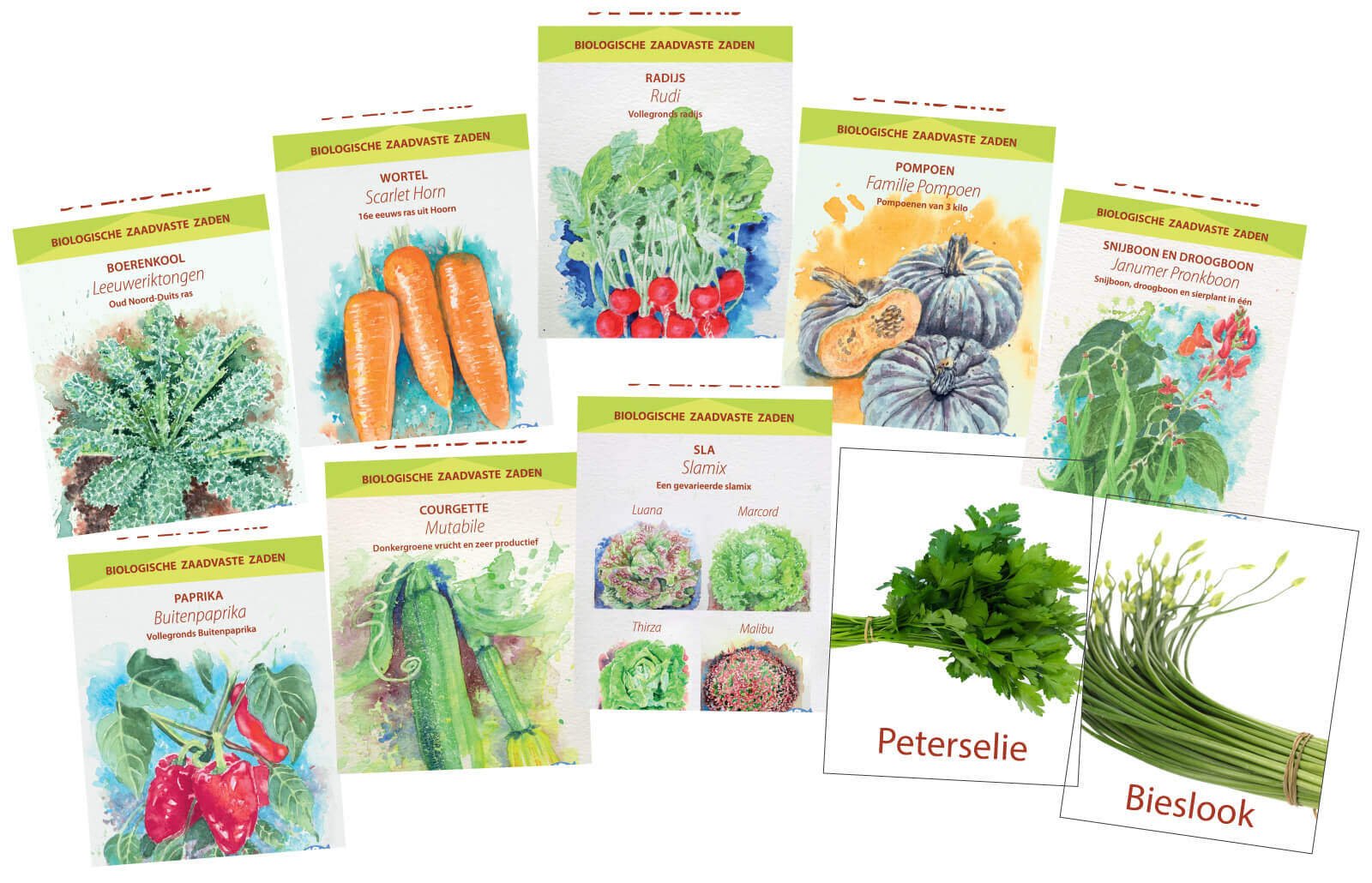 Moestuin Zaden Pakket