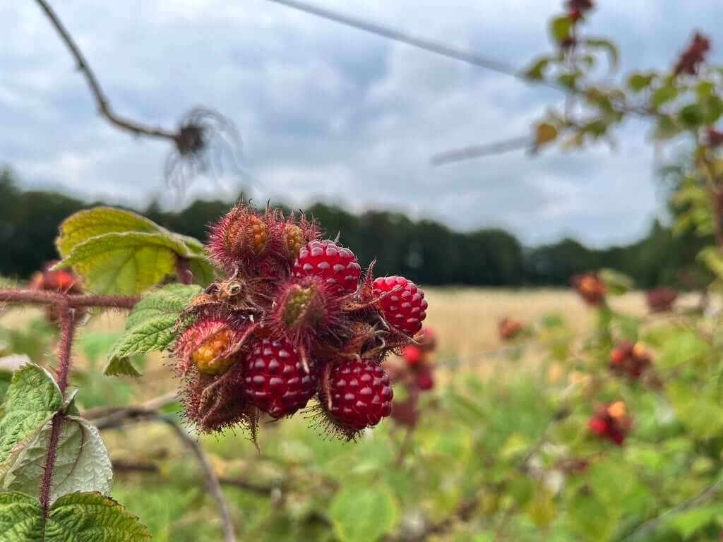 Fruit op Heerlijk Westerwolds Land