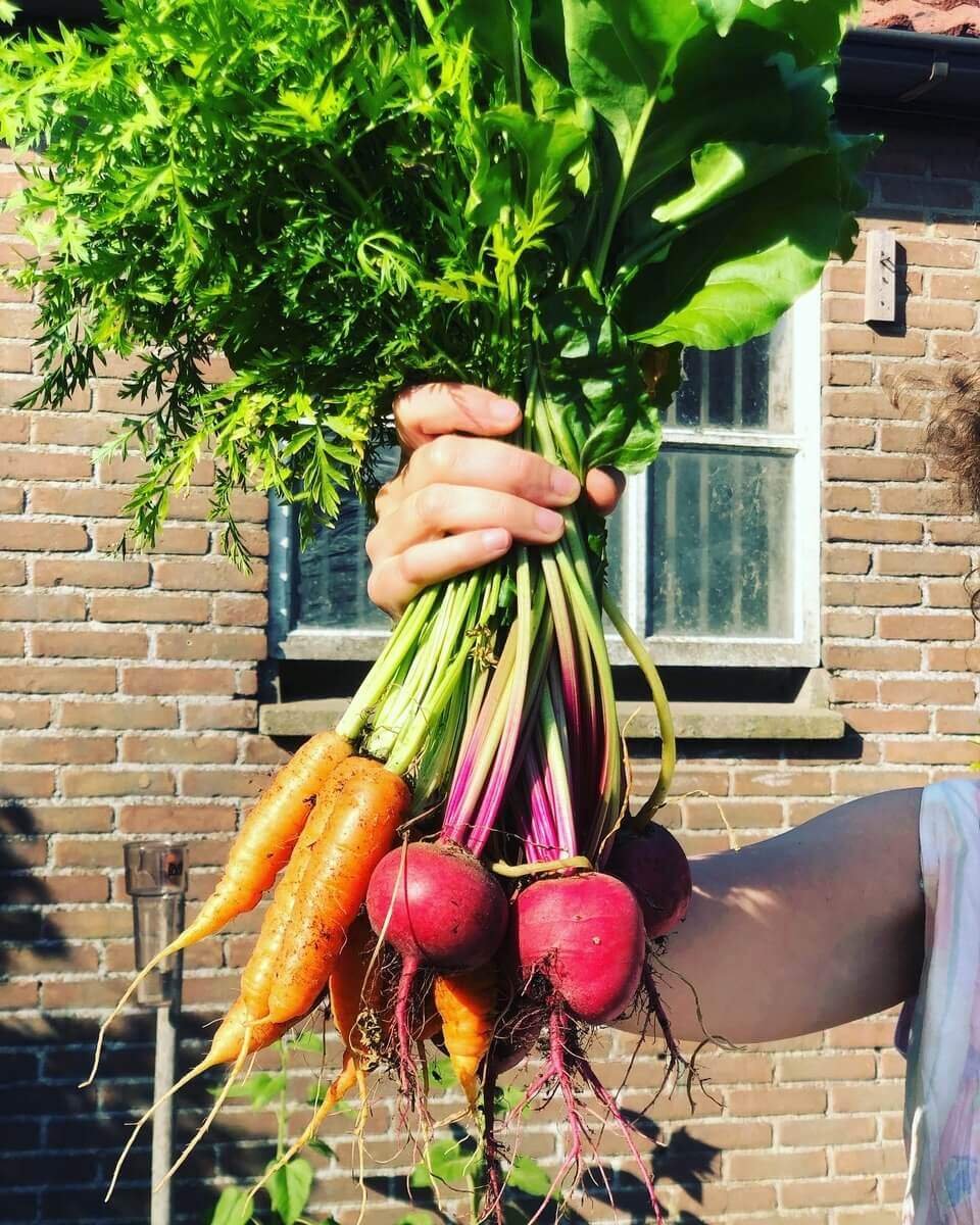 Groenten Het Wilde Oogsten