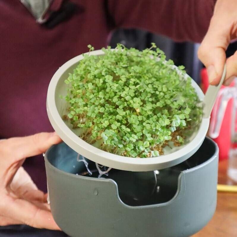 Kiemen & Microgroentendag