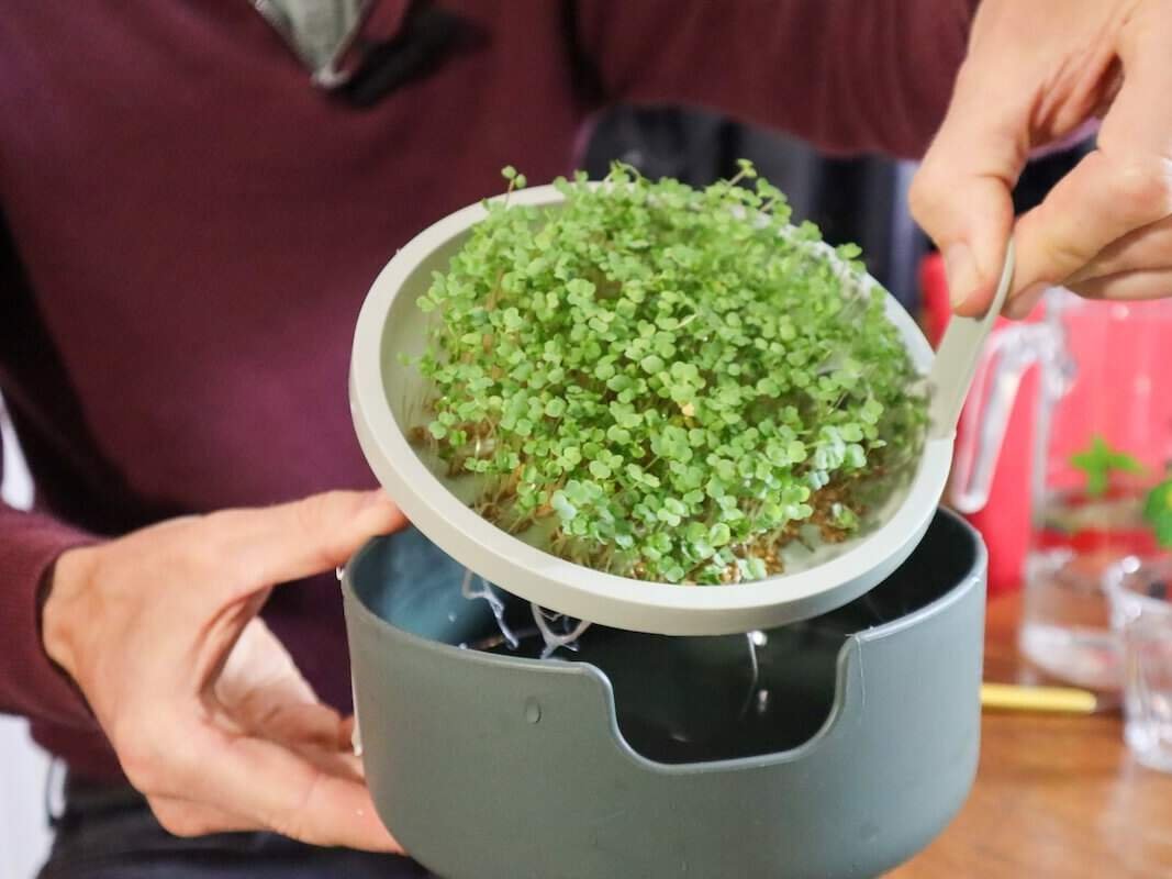 kiemen en microgroentendag