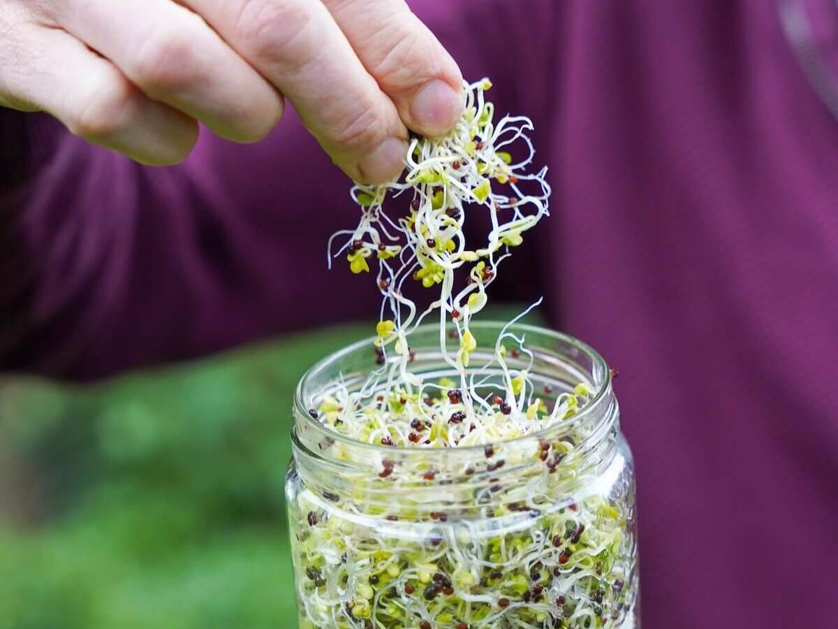 kiemen en microgroenten