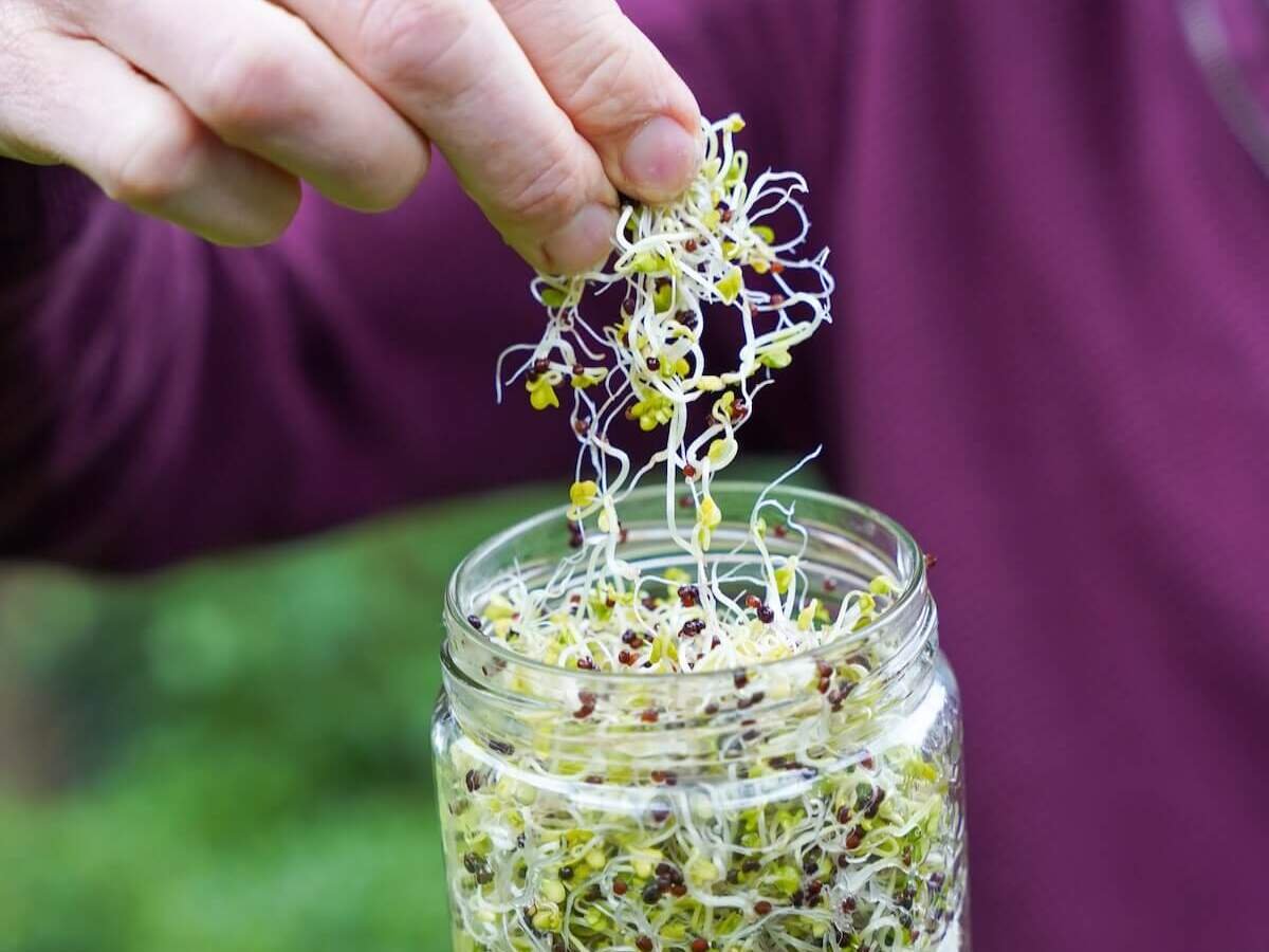 online mini training kiemen en microgroenten