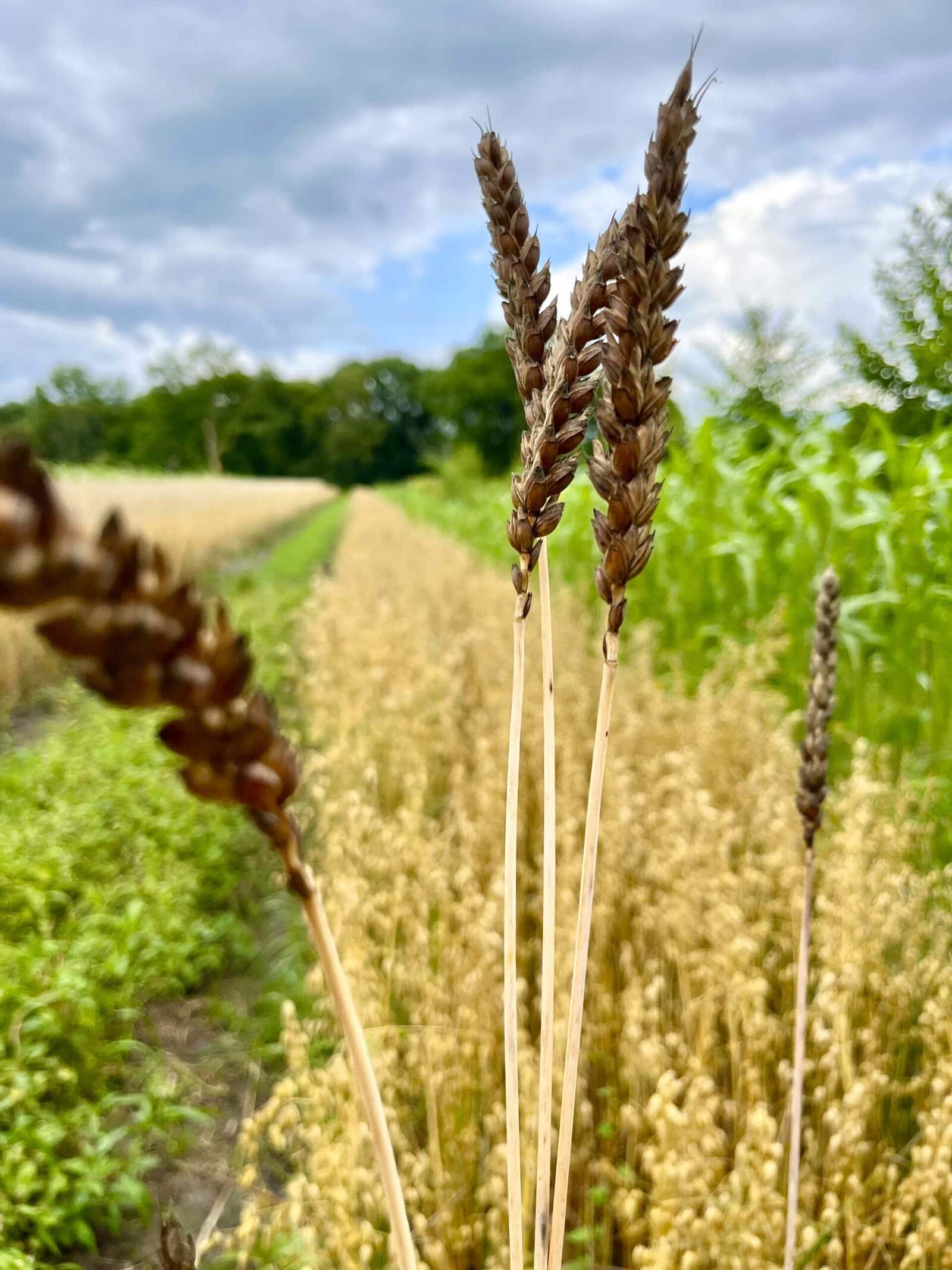 Tarwe op Heerlijk Westerwolds Land